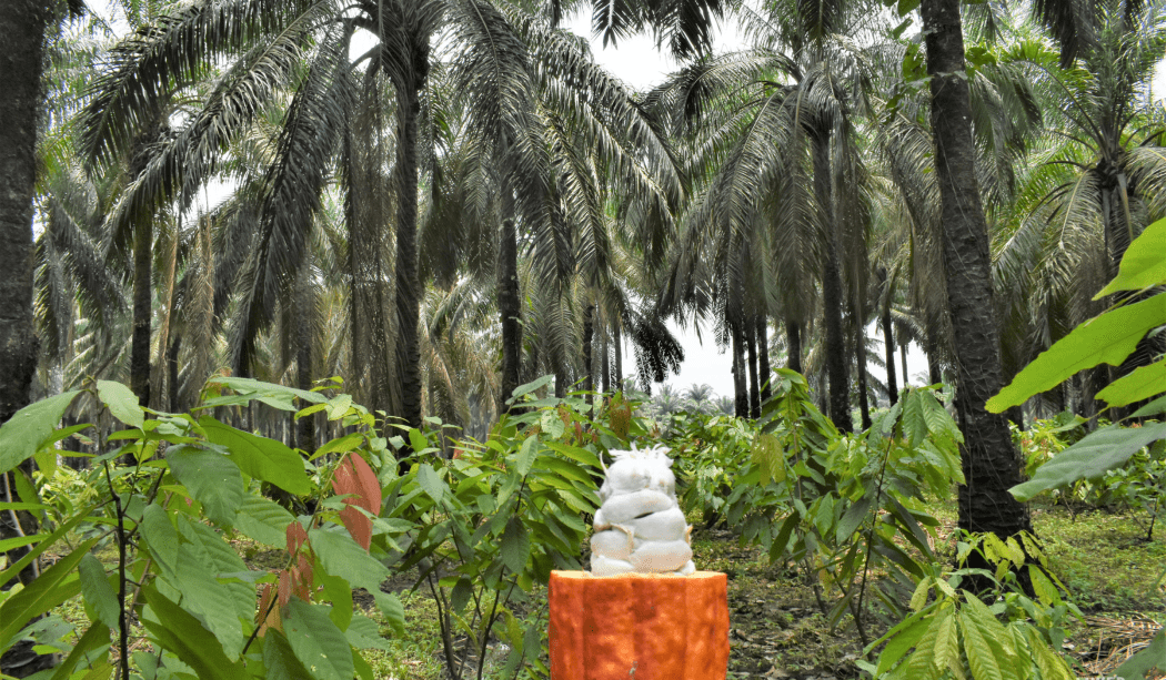 A field of cocoa bean trees