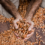A man holding dried cocoa beans