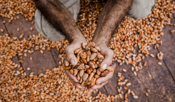 A man holding dried cocoa beans