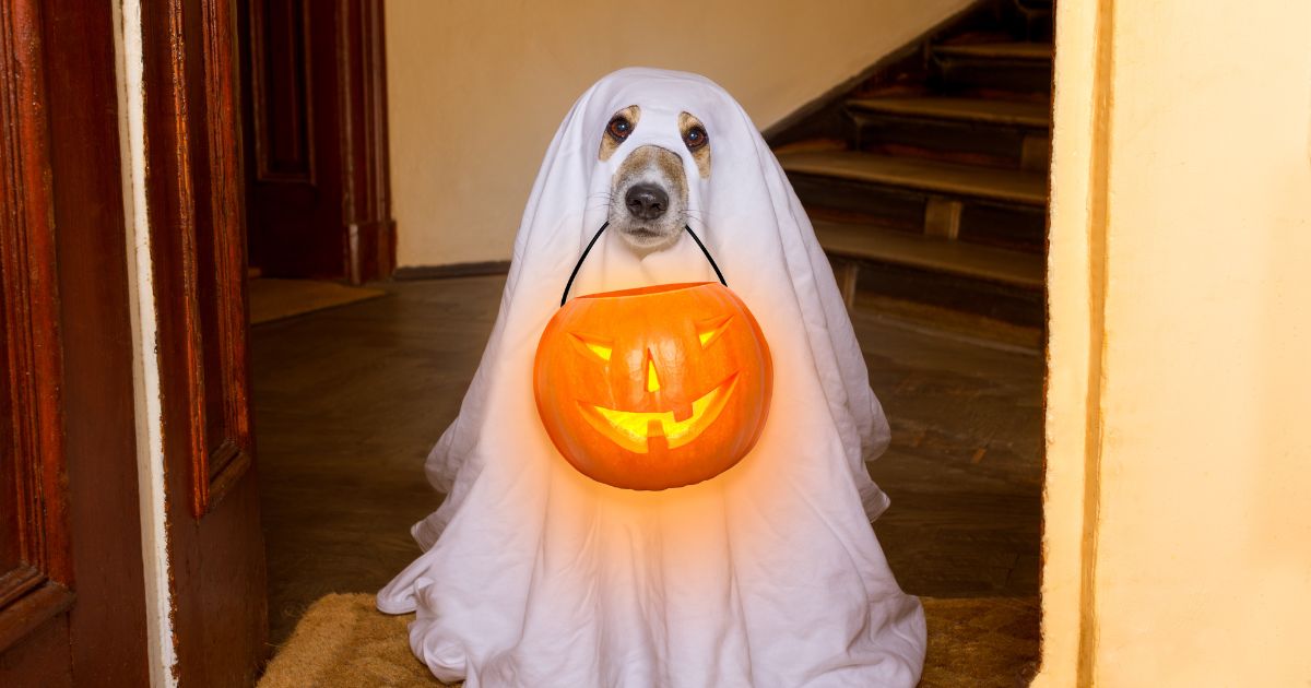 Halloween selling ideas for retailers